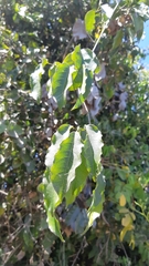 Adenocalymma inundatum