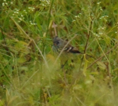 Anairetes flavirostris