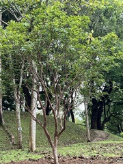 Crateva unilocularis