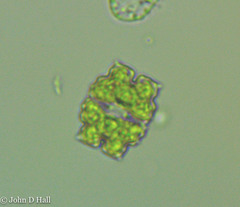 Euastrum denticulatum