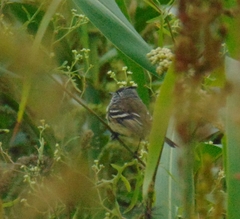 Anairetes flavirostris