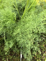 Lomatium klickitatense