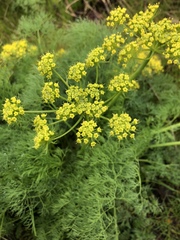 Lomatium klickitatense