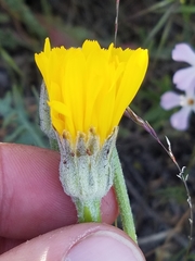 Crepis modocensis