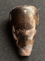 Conus purpurascens