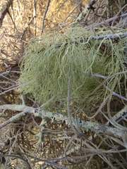 Usnea trichodea