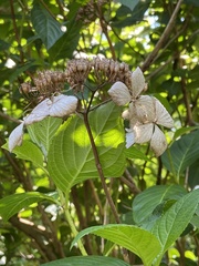 Hydrangea serrata