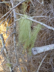 Usnea trichodea