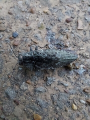Texania campestris