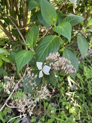 Hydrangea serrata