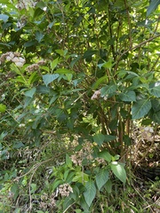 Hydrangea serrata