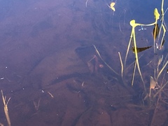 Ameiurus nebulosus