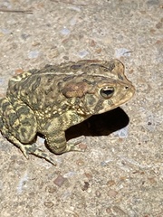 Anaxyrus terrestris