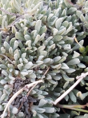 Eriogonum wrightii subscaposum