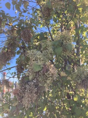 Plagianthus regius
