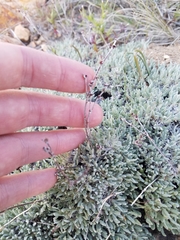 Eriogonum wrightii subscaposum