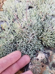 Eriogonum wrightii subscaposum