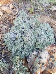 Eriogonum wrightii subscaposum
