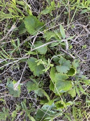 Sidalcea oregana calva