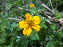 Sclerocarpus divaricatus