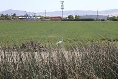 Ardea alba