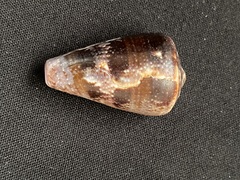 Conus purpurascens