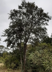 Ruprechtia laxiflora