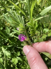 Vicia sativa