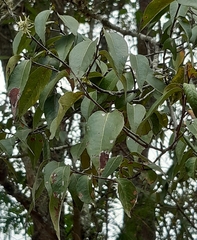 Ruprechtia laxiflora