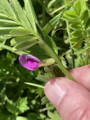 Vicia sativa