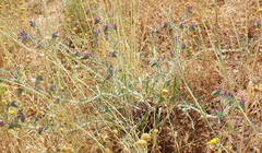 Echium angustifolium