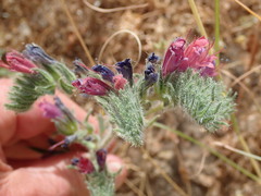 Echium angustifolium