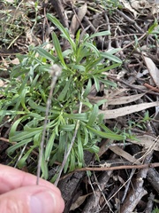 Pycnosorus chrysanthus
