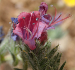 Echium angustifolium