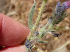 Echium angustifolium