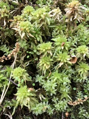 Sphagnum subsecundum
