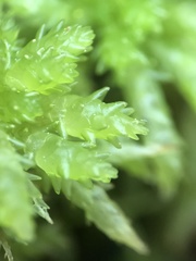 Sphagnum subsecundum
