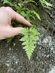 Cystopteris tennesseensis