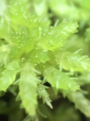 Sphagnum subsecundum