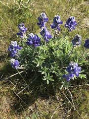 Lupinus saxosus