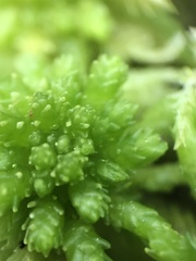 Sphagnum subsecundum