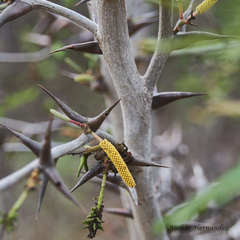 Vachellia collinsii