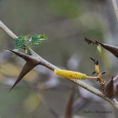 Vachellia collinsii