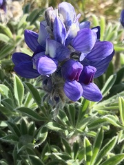 Lupinus saxosus