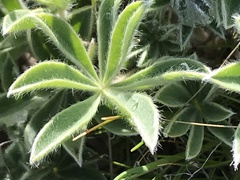 Lupinus saxosus
