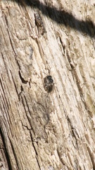 Andrena frigida