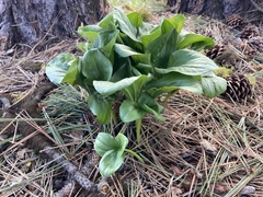 Trillium petiolatum