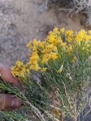 Ericameria cooperi
