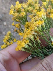 Ericameria cooperi