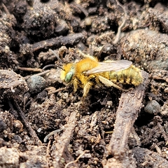 Osmia caerulescens